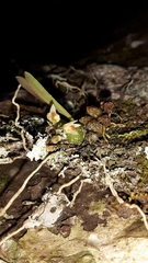Bulbophyllum tuberculatum