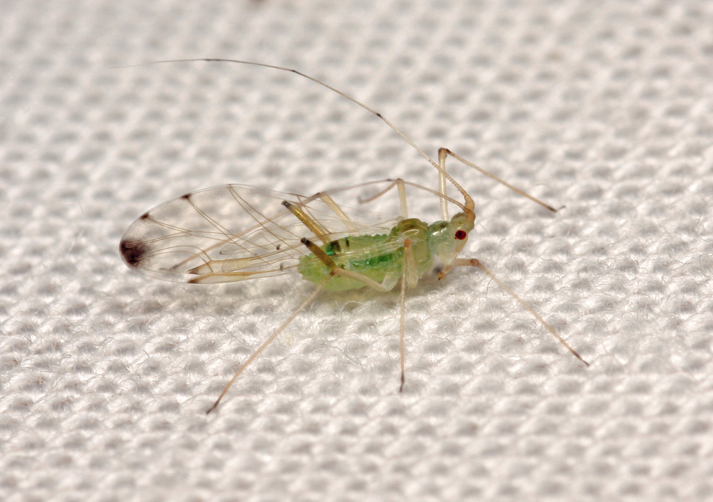 Drepanosiphum aceris