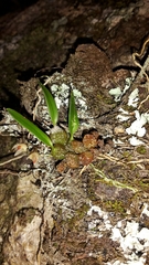 Bulbophyllum tuberculatum