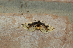 Compacta hirtalis
