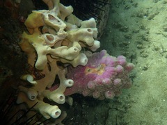 Pyura spinifera