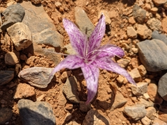Colchicum variegatum
