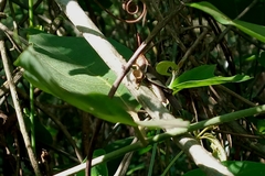 Omalotettix obliquus