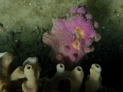 Pyura spinifera