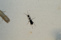 Colliuris caymanensis