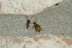 Paranapiacaba connexa