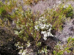 Erica margaritacea