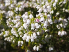Erica margaritacea