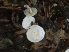 Clitocybe phyllophila
