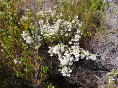 Erica margaritacea