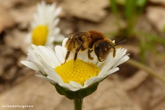 Andrena dorsata