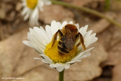 Andrena dorsata
