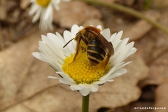 Andrena dorsata