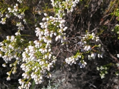 Erica margaritacea
