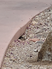 Xerospermophilus tereticaudus