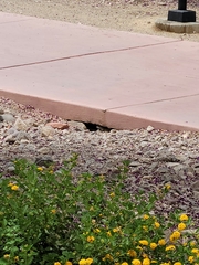 Xerospermophilus tereticaudus