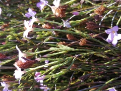 Lachnaea uniflora