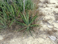 Agave sisalana