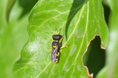 Ectemnius hypsae