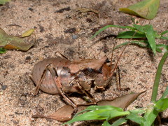 Enyaliopsis transvaalensis