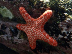 Pentagonaster duebeni