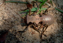 Enyaliopsis transvaalensis