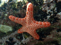 Pentagonaster duebeni