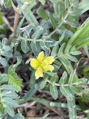 Tribulus terrestris