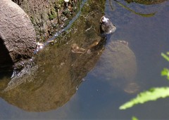 Chelidae