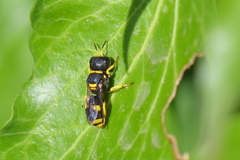 Ectemnius hypsae