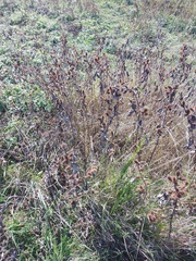 Xanthium orientale riparium