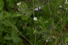 Sphaerophoria taeniata