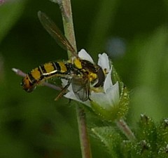 Sphaerophoria taeniata