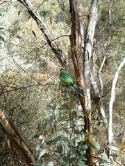 Barnardius zonarius zonarius