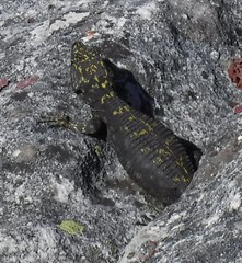 Hemicordylus capensis