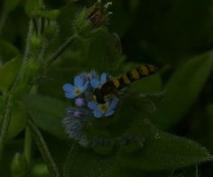 Sphaerophoria taeniata