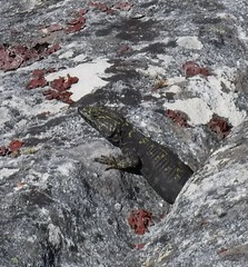 Hemicordylus capensis