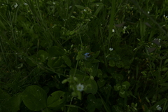 Sphaerophoria taeniata