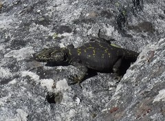 Hemicordylus capensis