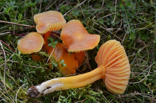 Honey Waxcap