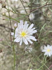 Malacothrix saxatilis