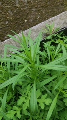 Angiospermae