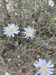 Malacothrix saxatilis