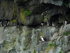 Fratercula corniculata