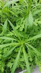 Angiospermae
