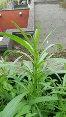 Angiospermae
