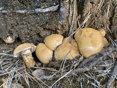 Tylopilus rhodoconius
