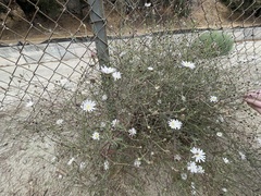 Malacothrix saxatilis