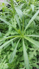 Angiospermae