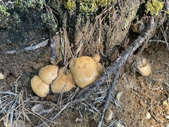Tylopilus rhodoconius